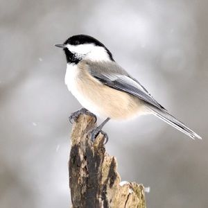 Meet your Posher, Small But Mighty